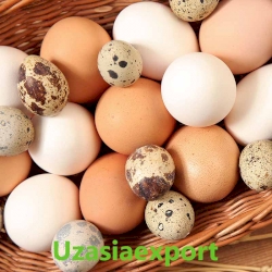 Egg
